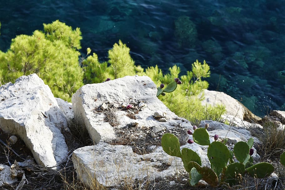 coast, stones, rocks, cactus, greenery, croatia, makarska, sea HD wallpaper