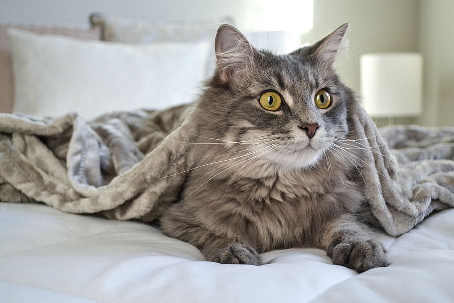 cat, kitty, kitty cat, house cat, house pet, domestic cat, green eyes HD wallpaper