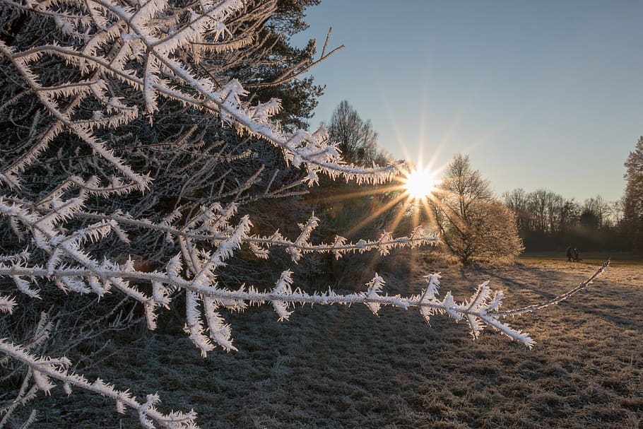frost, winter, frozen, cold, park, tree, cold temperature, plant HD wallpaper
