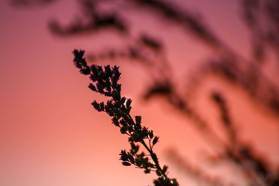 branch, backlighting, mood, nature, emotions, leaf, leaves HD wallpaper