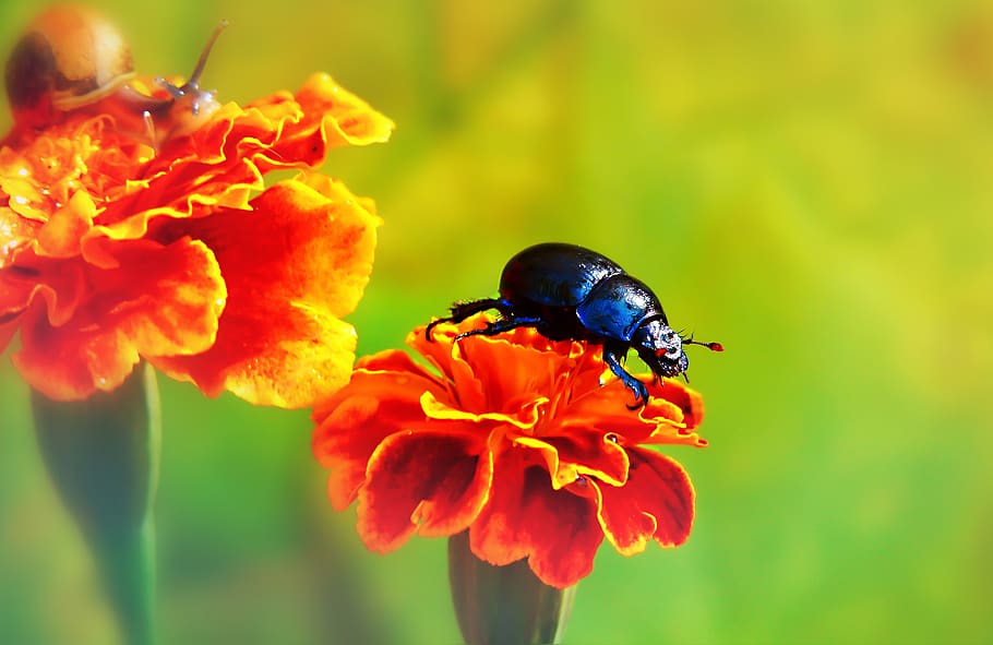black bug on orange petaled flower, person, human, people, blossom HD wallpaper