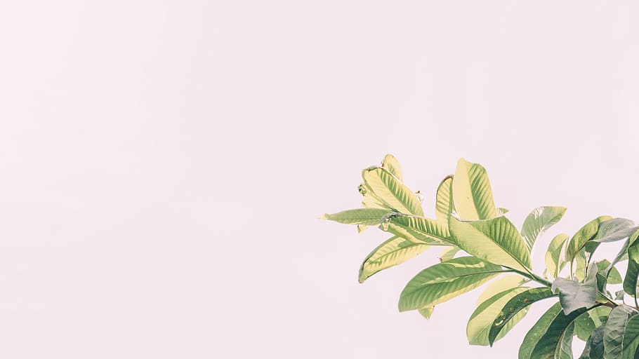 green, natural, leave, trees, environment, leaf, mood, outdoor HD wallpaper