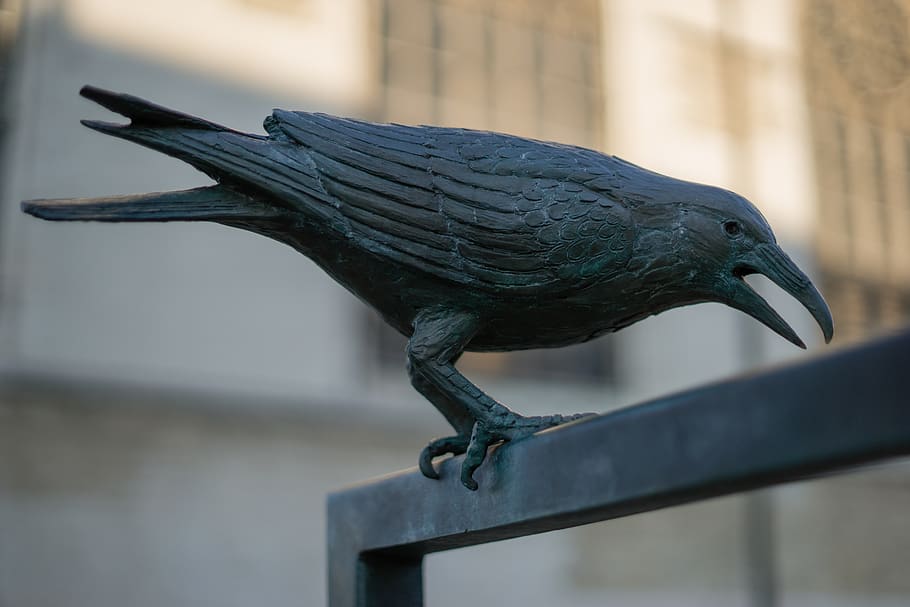 statue, raven, crow, bird, brussels, belgium, sculpture, artwork HD wallpaper
