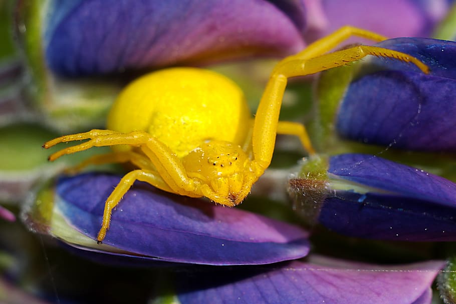 spider, flowerbed, macro, nature, arachnid, close-up, flowering plant HD wallpaper