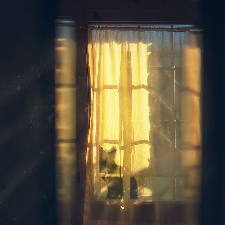 bed, room, window, curtain, pet, cat, animal, glass - material HD wallpaper