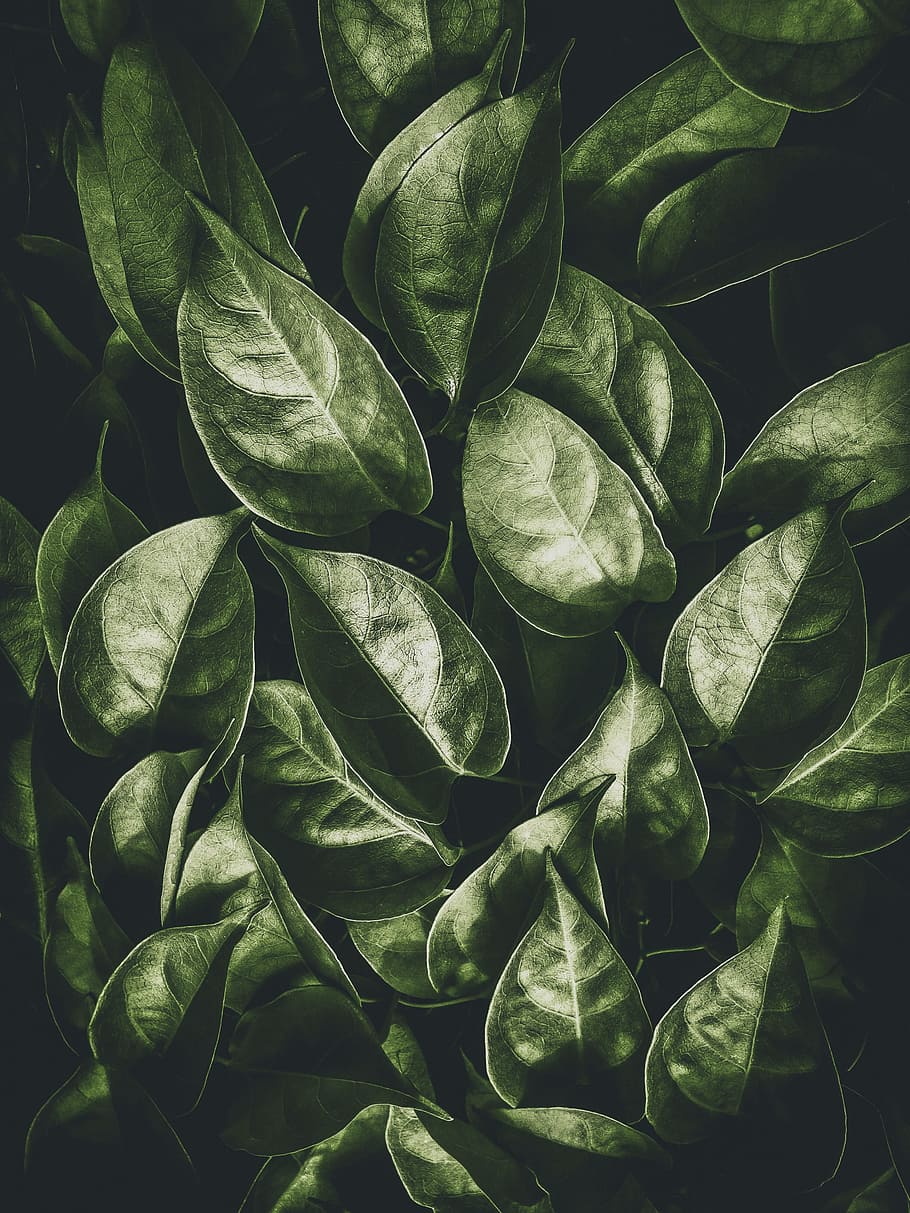 green leafed plant, tree, camera, greenery, texture, texture style HD wallpaper