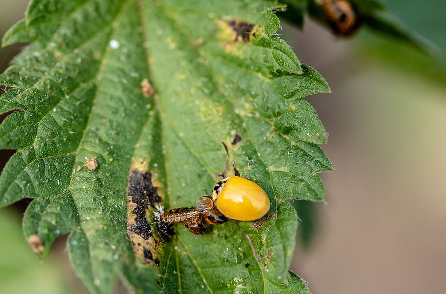 ladybug, freshly hatched, void doll, point wireless ladybug HD wallpaper