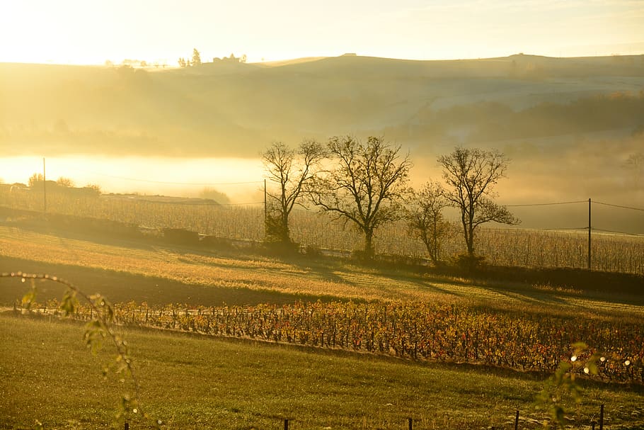 france, dareizé, landscape, plant, tranquil scene, environment HD wallpaper