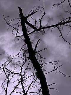-- with a gloomy dark sky as background, tree, dead, lifeless HD wallpaper