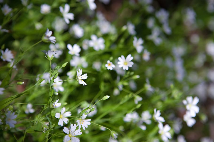 flowers, beautiful, blossom, bright, bunch, closeup, detail HD wallpaper