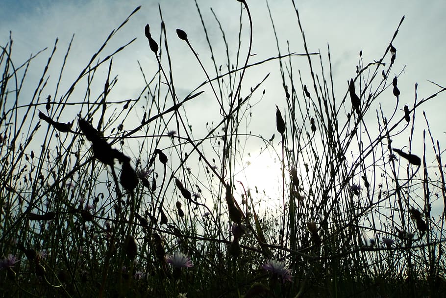 nature, plant, growth, sky, no people, beauty in nature, day HD wallpaper