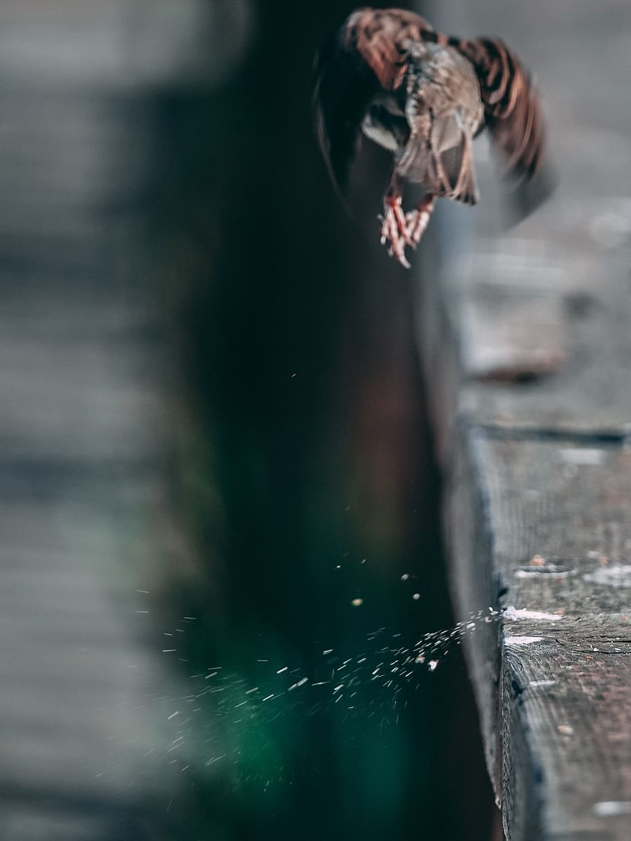 bird, sparrow, dark, fly, move, movement, motion, blur, animal HD wallpaper