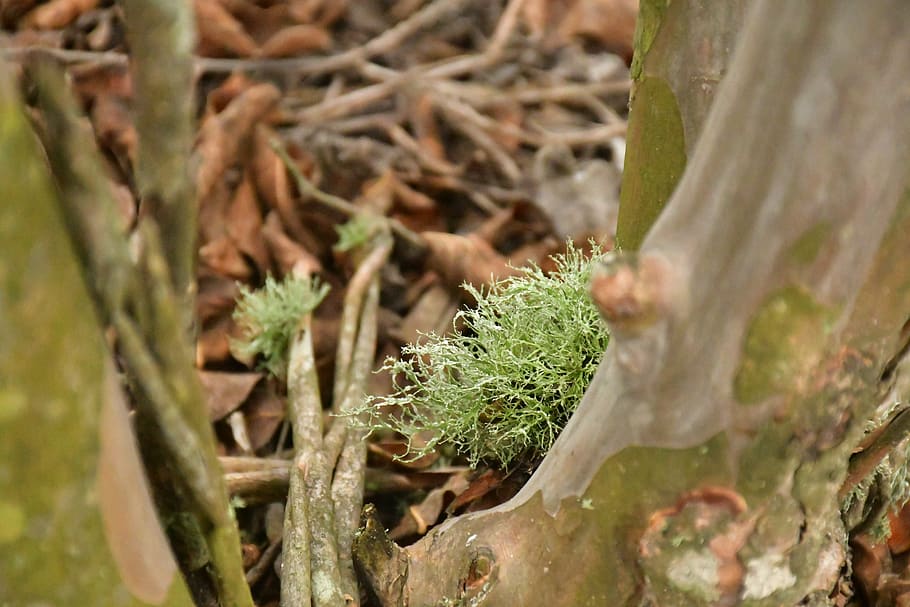 plant, growth, close-up, no people, nature, selective focus HD wallpaper