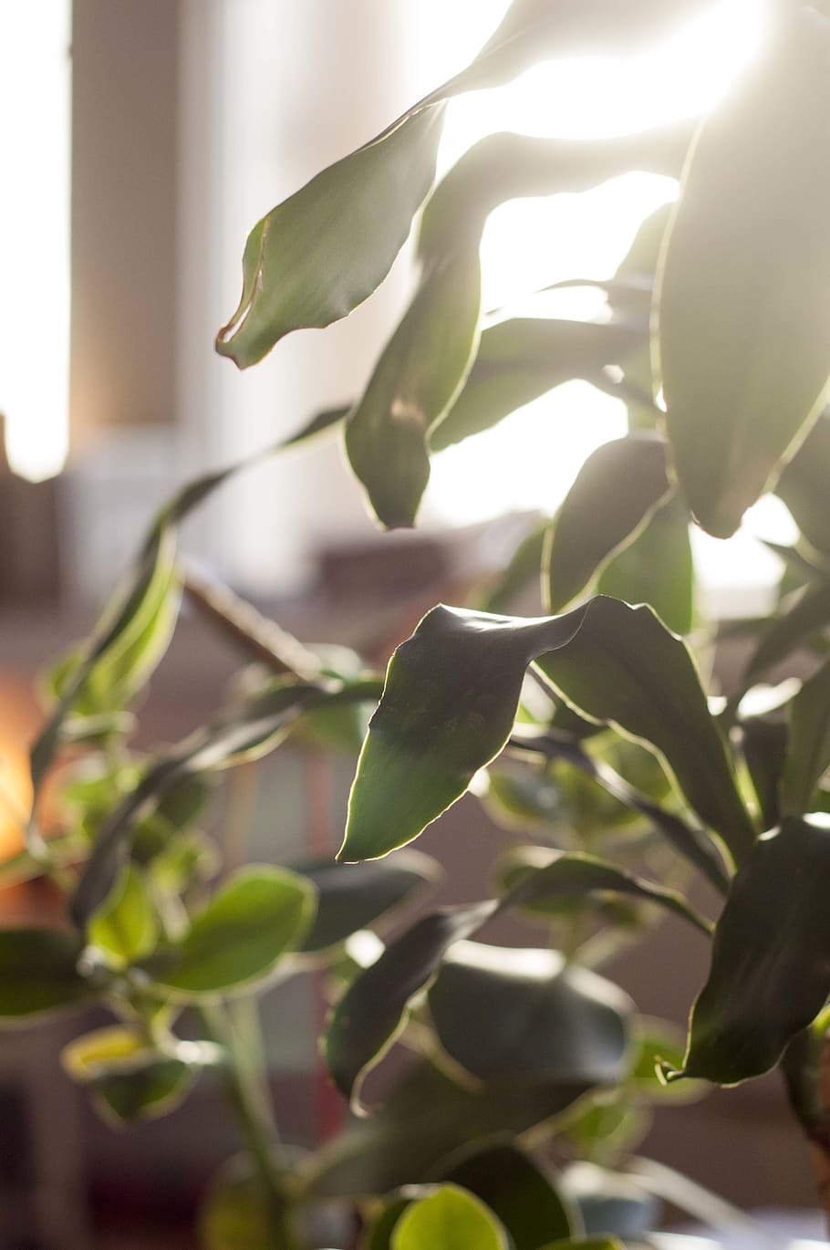 korea, glow, light, plants, growth, close-up, nature, plant part HD wallpaper
