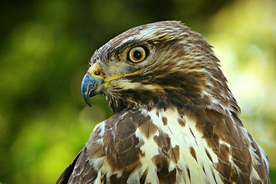 common buzzard, bird, predator, head, beak, eye, feather, plumage, HD wallpaper