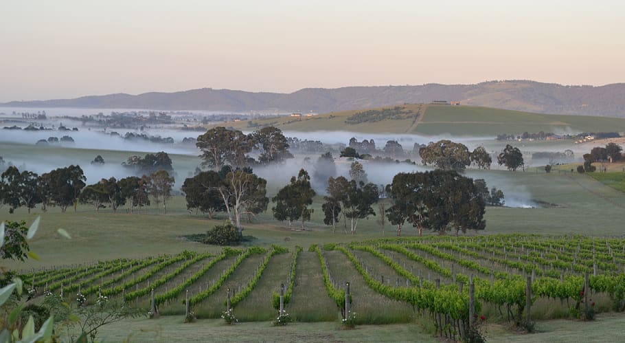 dawn, mist, winery, valley, calm, quiet, peace, plant, landscape, HD wallpaper