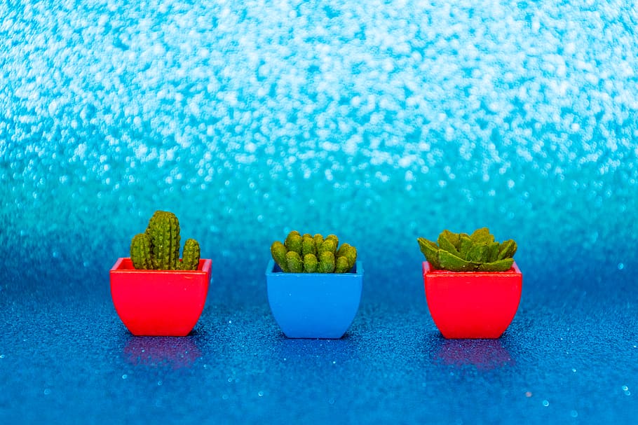Three Green Cactus, background, blue, bright, cactuses, close-up HD wallpaper