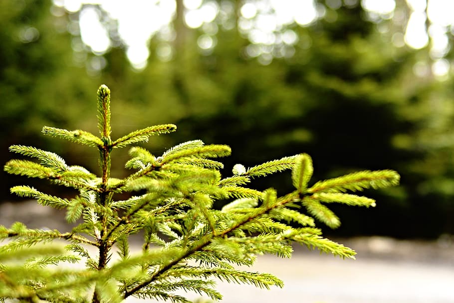 forest, wood, tree, trees, conifer, evergreen, nature, bright HD wallpaper