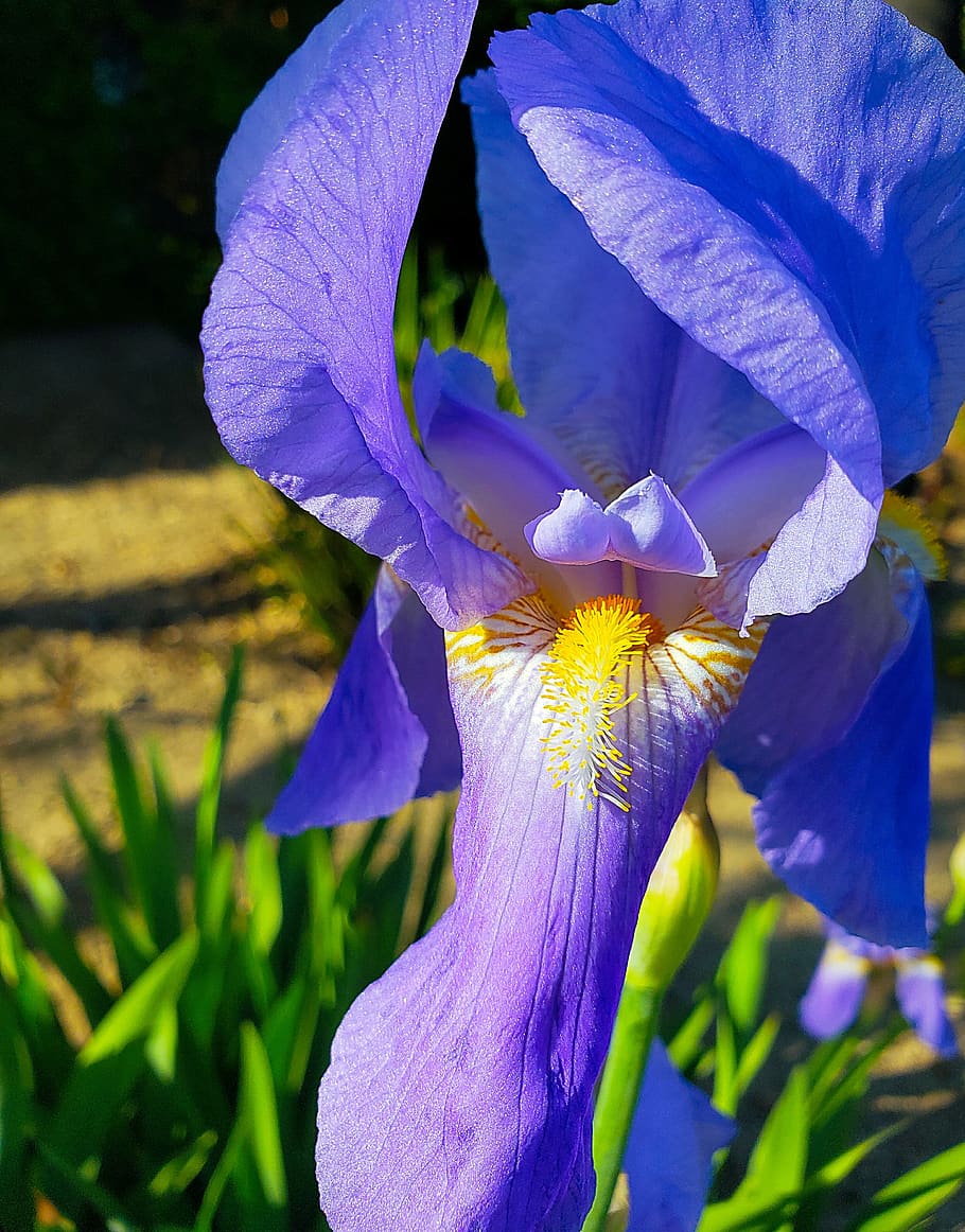 iris, flower, bloom, nature, spring, summer, colorful, purple HD wallpaper