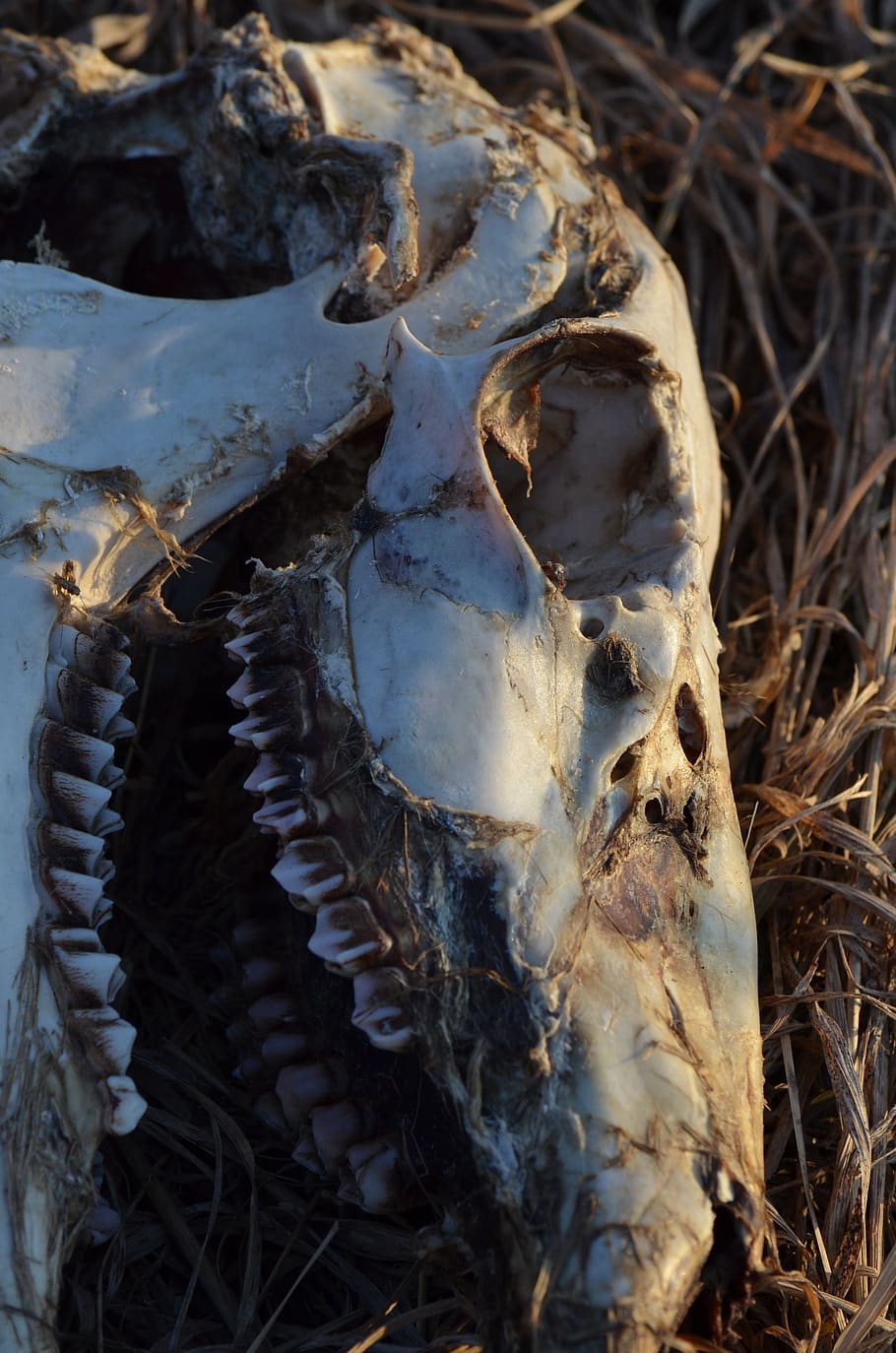 skull, skeleton, bone, deer, dead, teeth, animal, close-up HD wallpaper