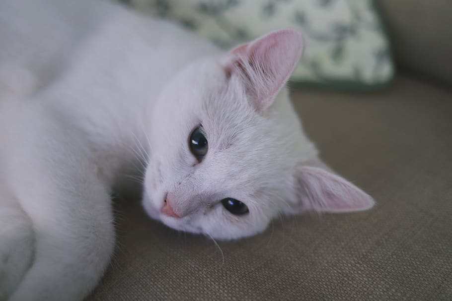 cat, pets, white, rest, domestic, animal, animal themes, one animal HD wallpaper