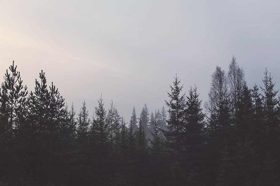 black, blue, forest, gray, pines, sky, trees, plant, beauty in nature HD wallpaper