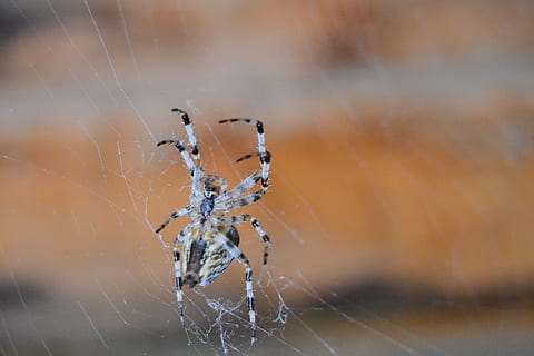 spider, spider web, insect, nature, in the fall of, dewdrop HD wallpaper