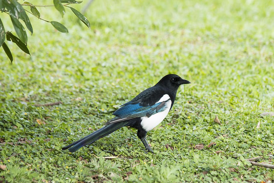 magpie, bird, wildlife, animal themes, animals in the wild HD wallpaper