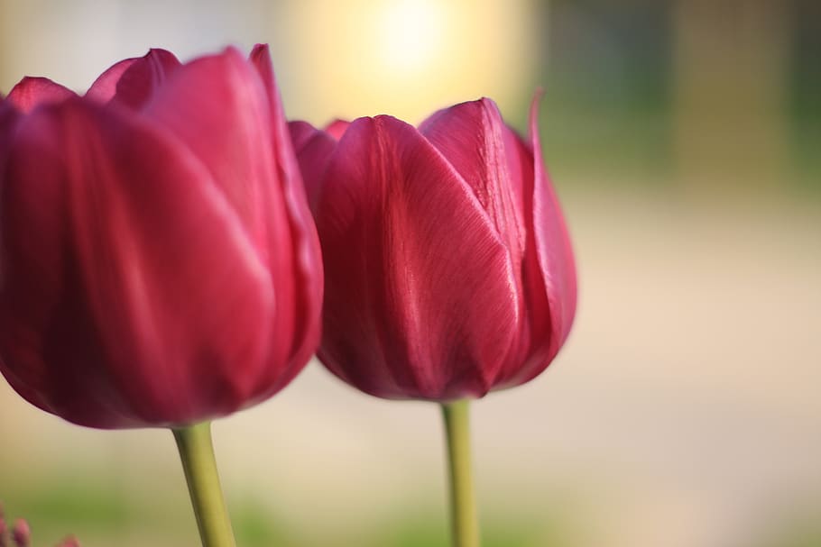 tulip, spring, flower, beauty in nature, plant, vulnerability HD wallpaper
