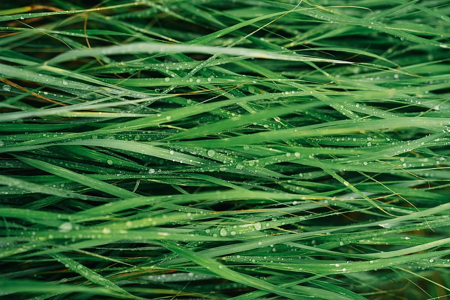 green grass, water, dew, drop, field, nature, outdoors, pattern HD wallpaper