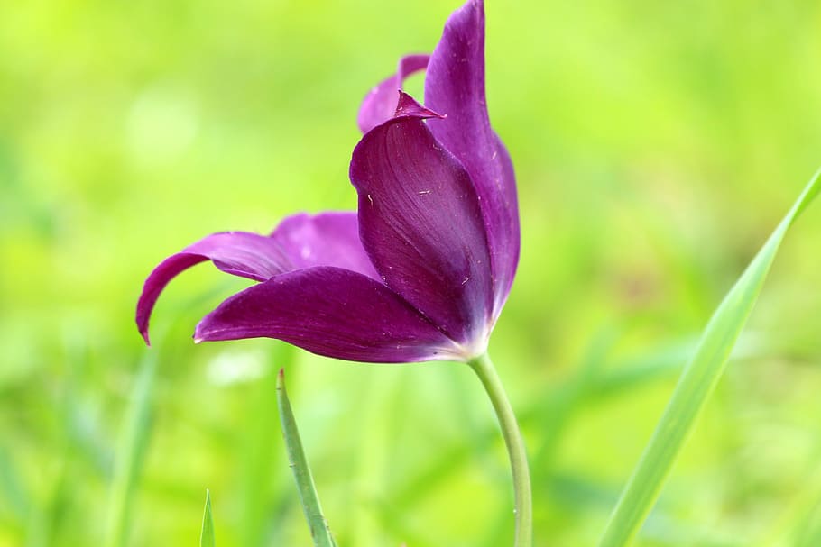 tulip, flower, spring, nature, purple tulip, beautiful flower HD wallpaper