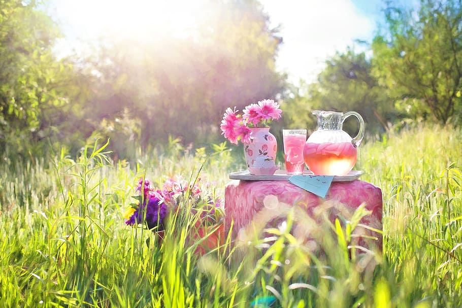 lemonade, pink, drink, fresh, nature, flower, blooming, pot HD wallpaper