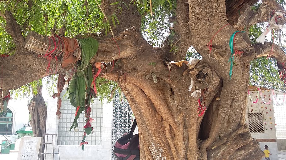 plant, tree, tree trunk, bulleh shah shrine, pakistan, kasur, HD wallpaper
