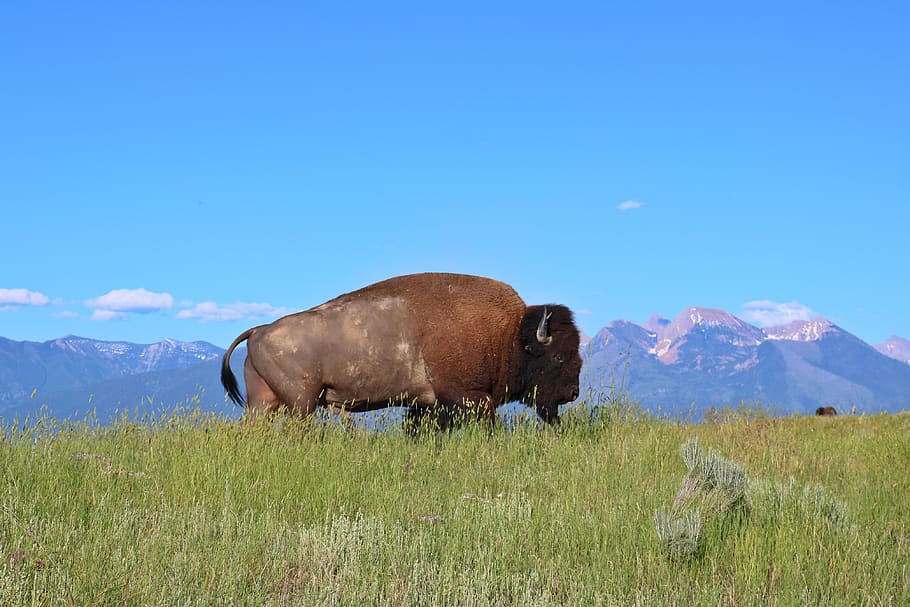 bison, buffalo, montana, mountains, west, grass, plains view, HD wallpaper