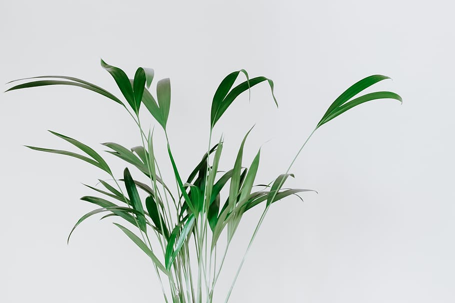 green leaf plant near wall, greenery, house, minimal, minimalistic, HD wallpaper
