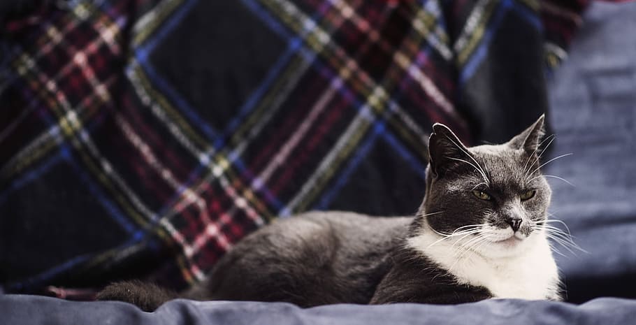 Cat Resting On Sofa Photo, Animals, Cats, Pets, domestic, domestic animals HD wallpaper