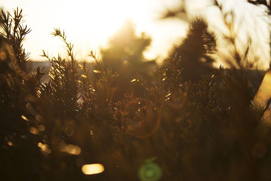 tree, plant, nature, sunlight, sunshine, sunrise, sunny, day HD wallpaper
