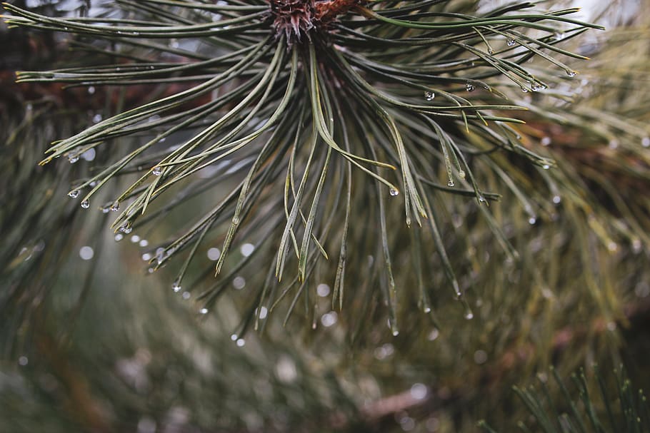 plant, tree, pine, conifer, fir, abies, bird, animal, larch HD wallpaper