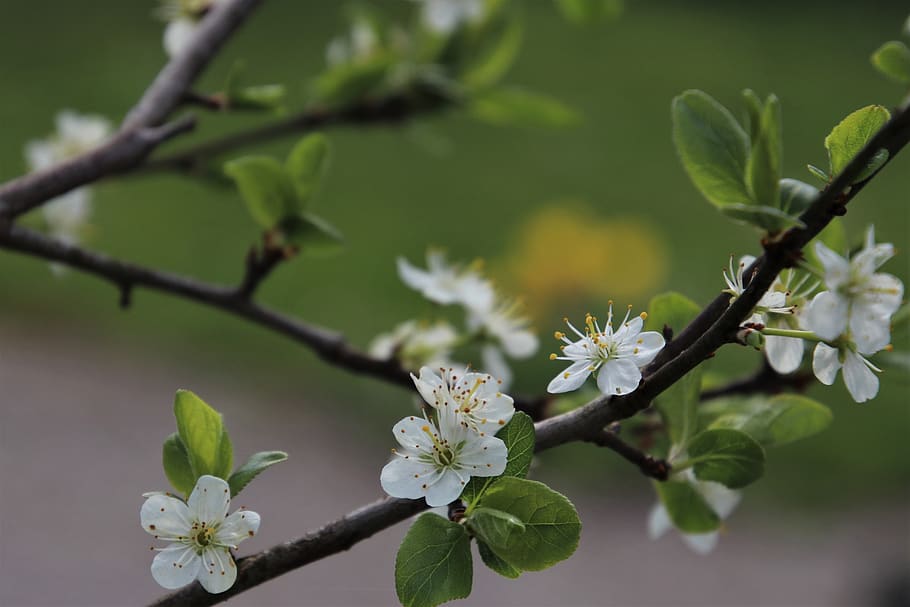 fruit, flowers, flowering, picnic, spring, green, garden, blooms HD wallpaper