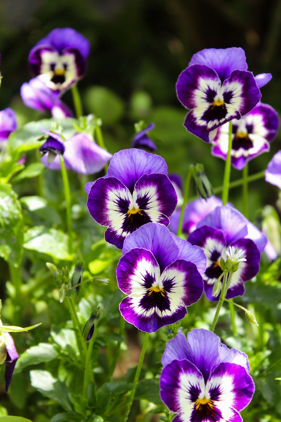 thinking, flower, violet, purple, flowering plant, freshness HD wallpaper