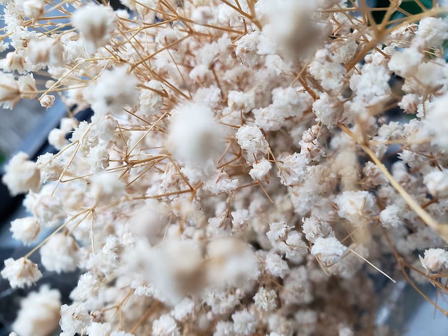 flowers, white, aesthetic, light, freshness, plant, white color HD wallpaper