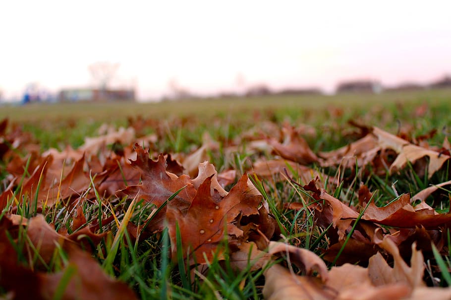 lincoln, united states, autumn, nebraska, lnk, fall, midwest, HD wallpaper