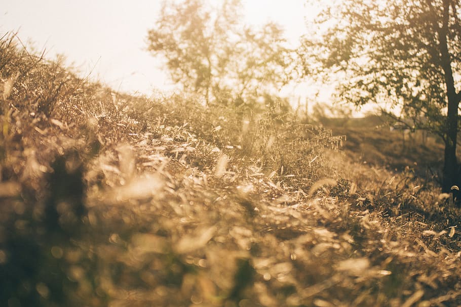 flare, light, sunlight, ground, plant, grass, nature, outdoors HD wallpaper