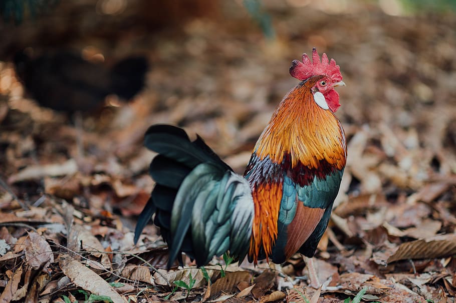 orange and black rooster, chicken, fowl, animal, bird, poultry HD wallpaper