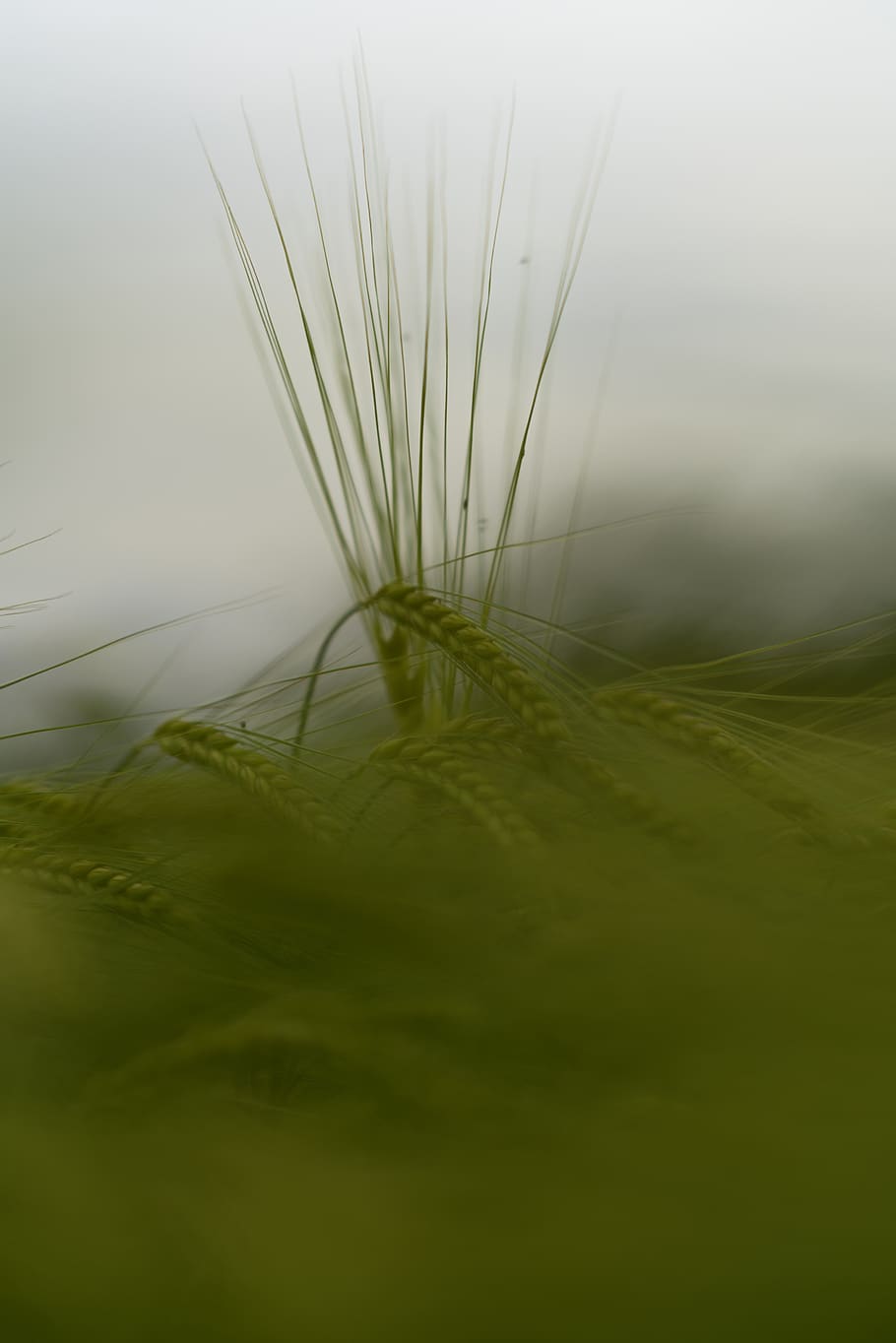 corn, field, rain, closeup, macro, plant, growth, green color HD wallpaper