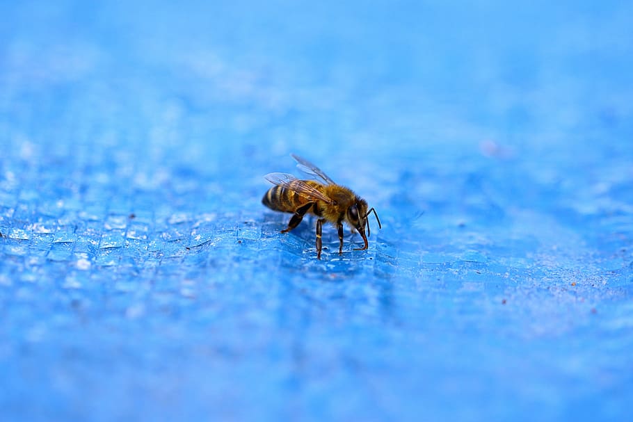 water, pool, bee, turquoise, animal themes, invertebrate, one animal HD wallpaper