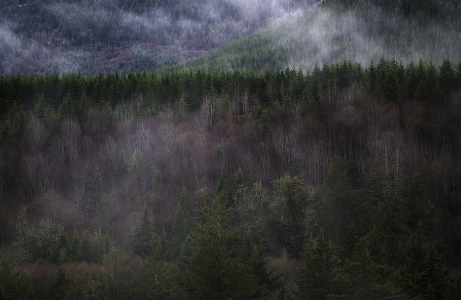 trees, green, forest, mountain, plant, beauty in nature, land HD wallpaper