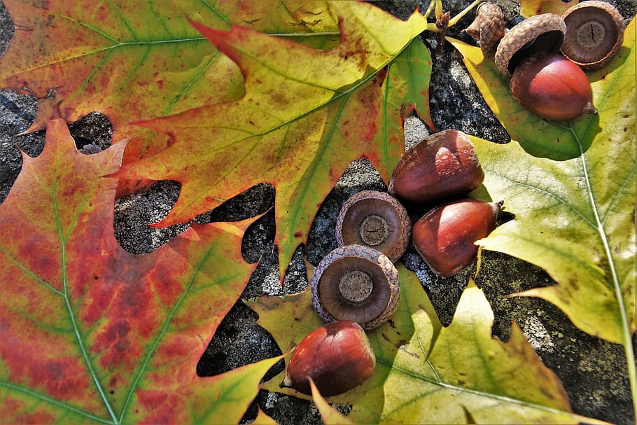 oak, foliage, in the fall, autumn, acorns, branches, leaf, the environment, HD wallpaper