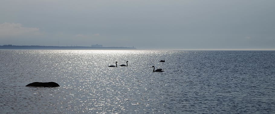 Silhouette of Flock of Swans on Body of Water, beach, dawn, daylight HD wallpaper