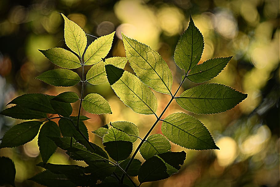 leaf, foliage, forest, pattern, vein, twig, stem, shape, colorful HD wallpaper